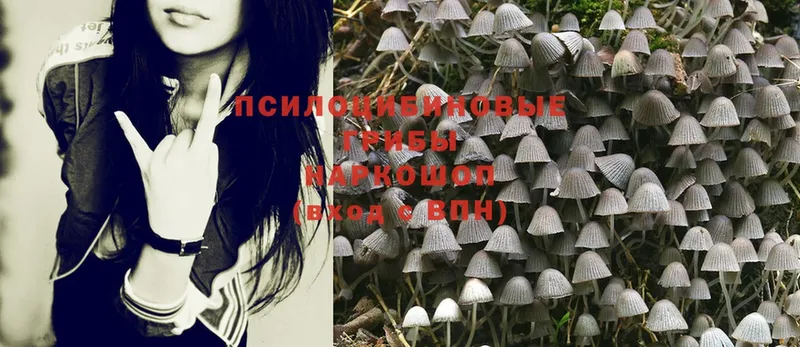 даркнет официальный сайт  Игра  Галлюциногенные грибы Psilocybe  где купить  